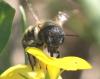 Osmia aurulenta